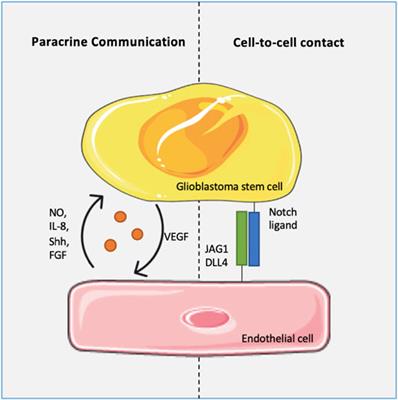 Glioblastoma Vasculature: From its Critical Role in Tumor Survival to Relevant in Vitro Modelling